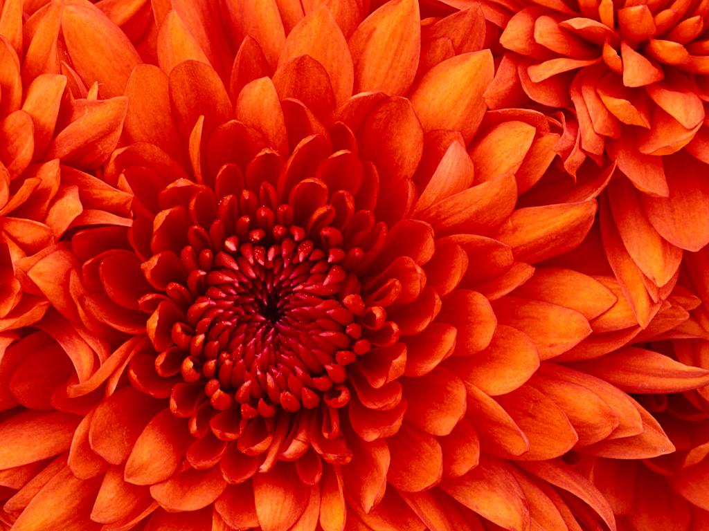 Original_chrysanthemum