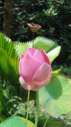 Original_dsc05598