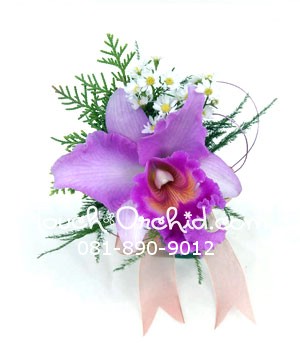 Original_6020