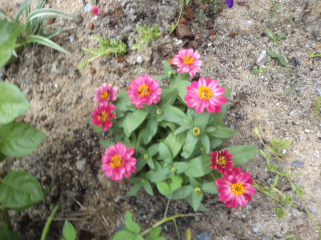 Original_dsc06394