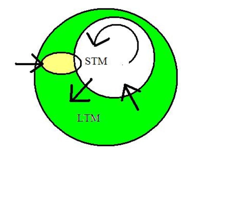 ภาพรูปวงกลมแสดงระบบความจำ STM,LTM