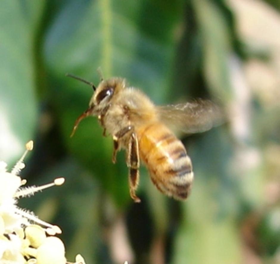 honeybeesworker