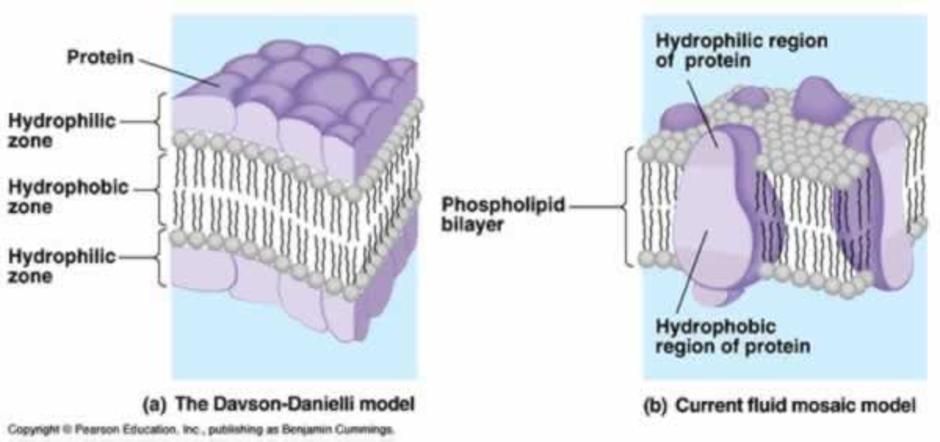 Cell Membrane model