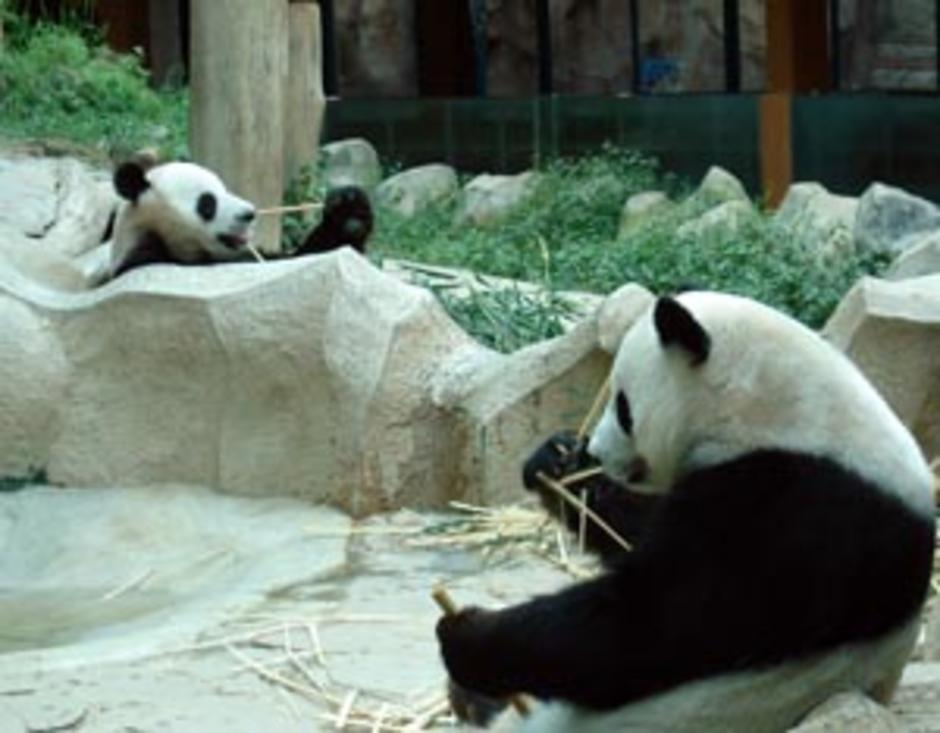 Panda ที่สวนสัตว์เชียงใหม่