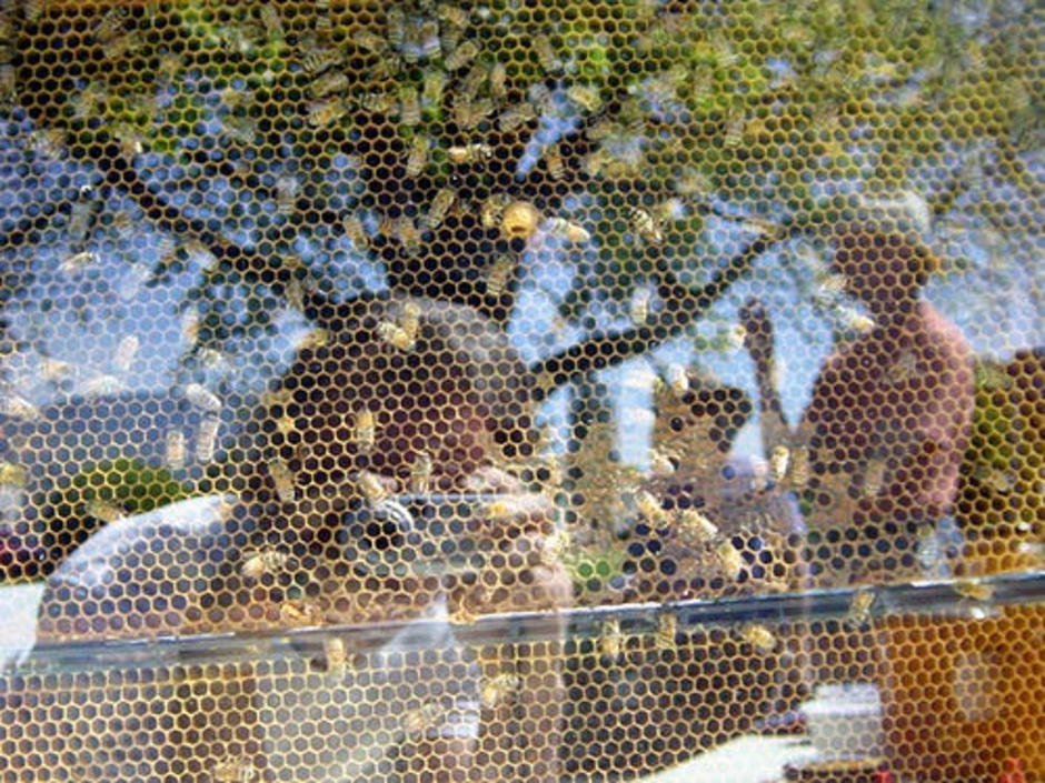 bee frame reflection