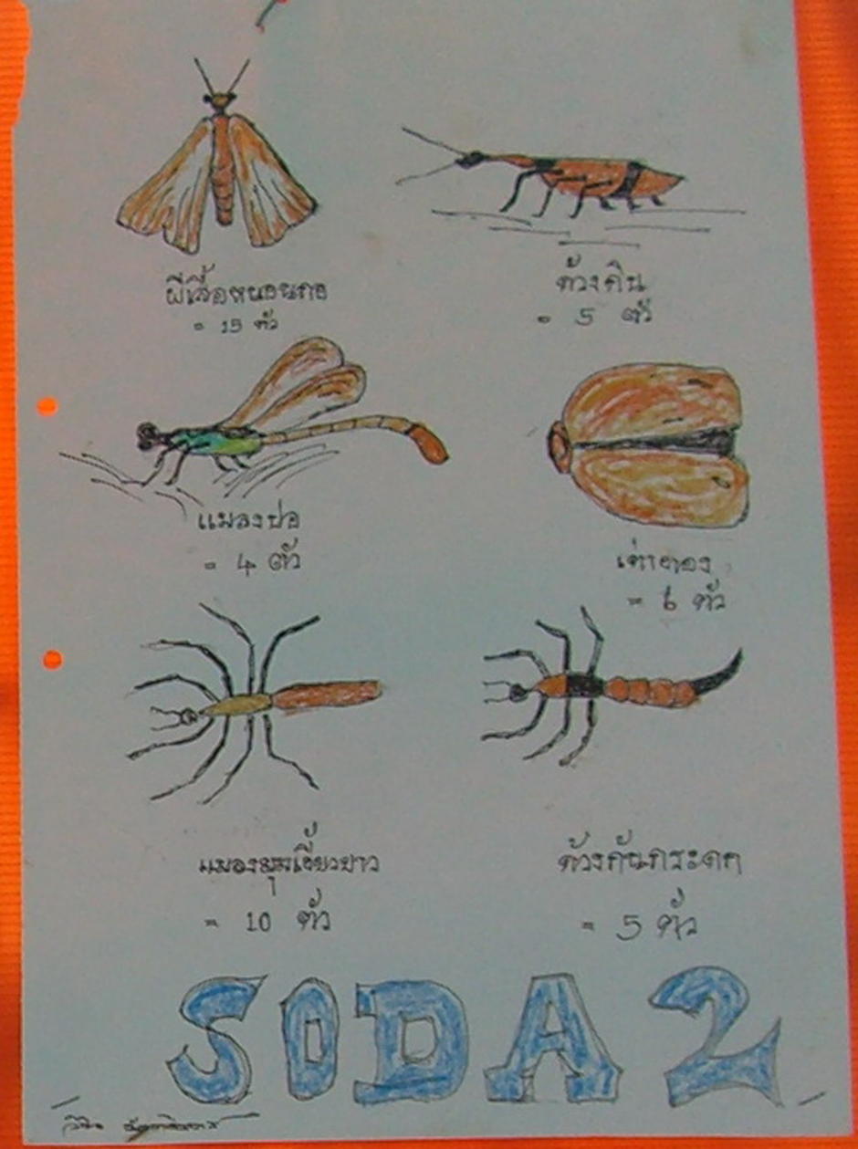 รูปแมลงตัวอย่าง ที่ คุณครูชาวนา วาดไว้