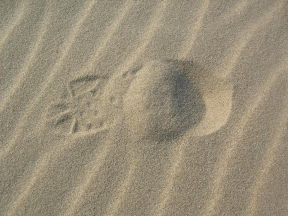 รอยเท้าบนพื้นทราย
