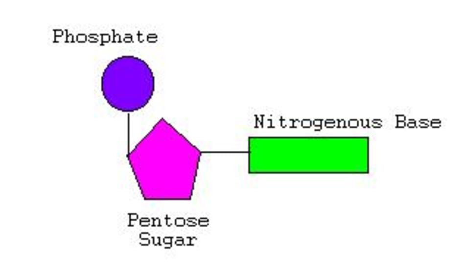 http://gotoknow.org/file/nichanun/nucleotide.jpg