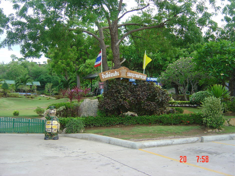 เต่าทะเล