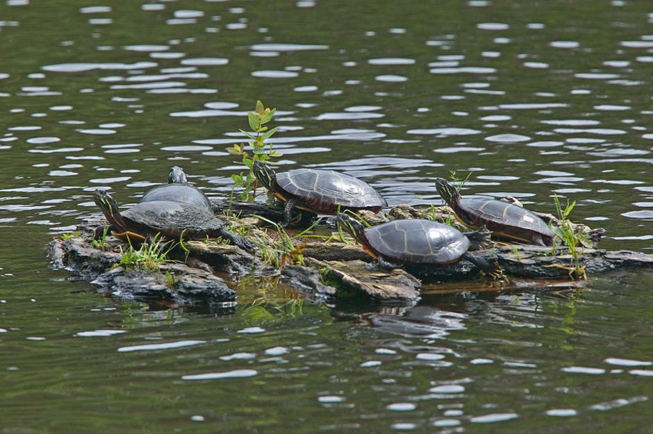 turtle turtle