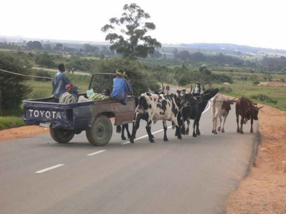 animrl transport animrl transport
