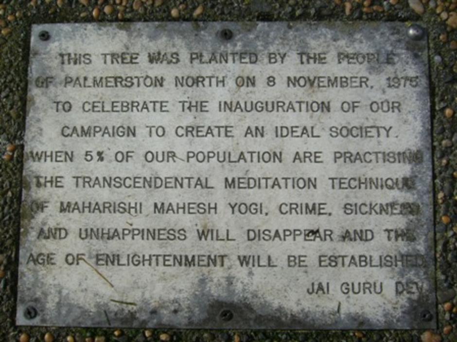 tree stone