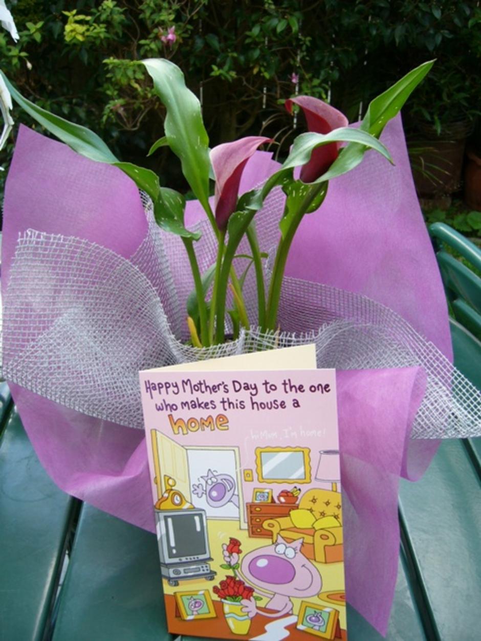 calla lilly