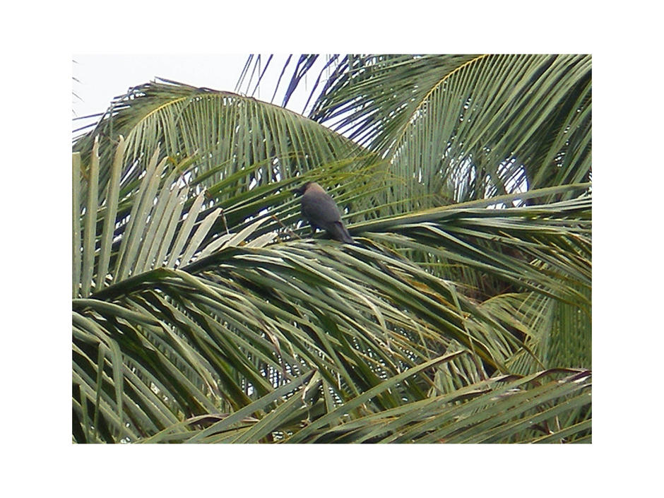 http://gotoknow.org/file/papashow/Crow.jpg