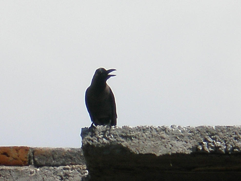 http://gotoknow.org/file/papashow/Crow+2.jpg
