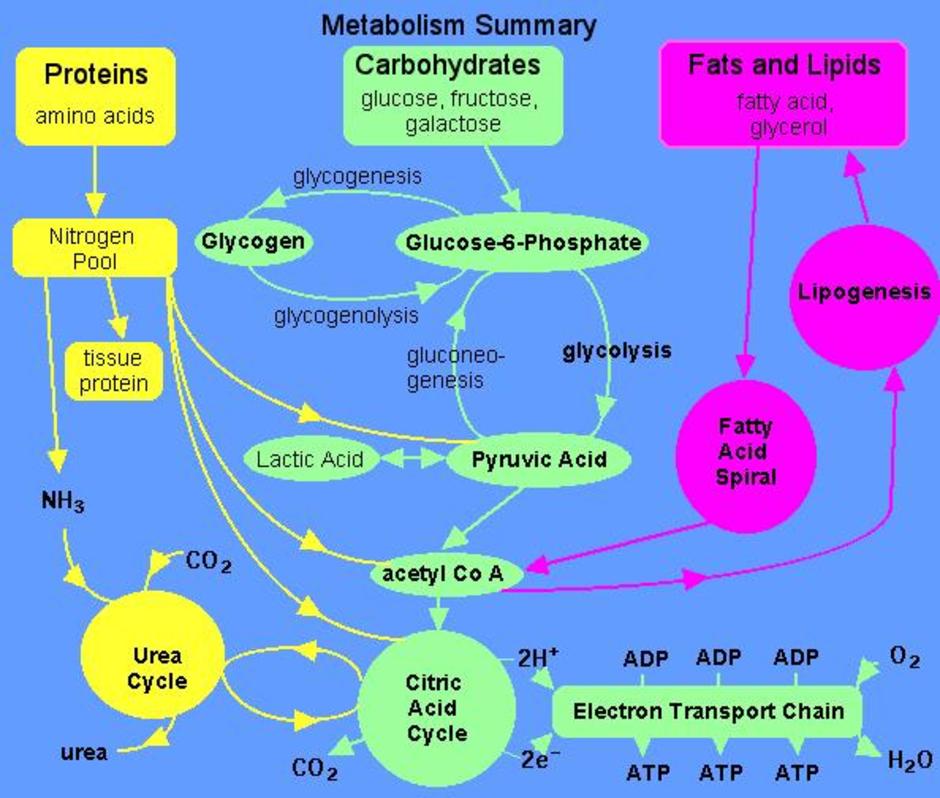 metabolisms