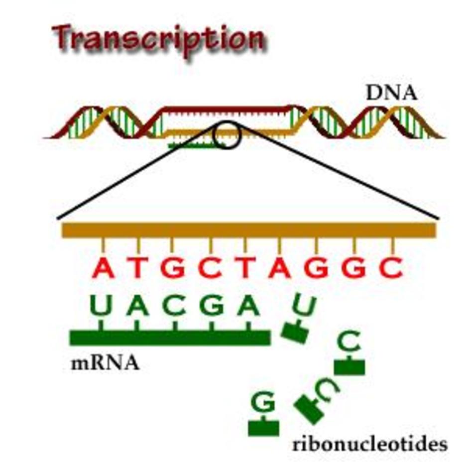 dna