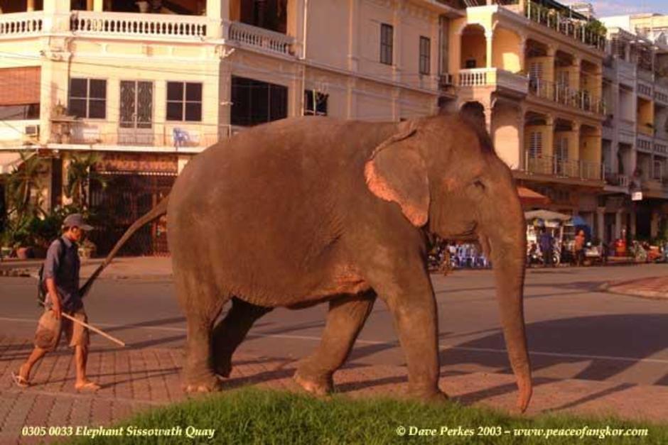 aisa elephant