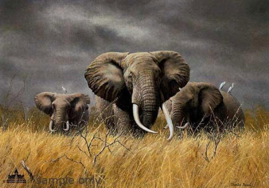 affarica elephant