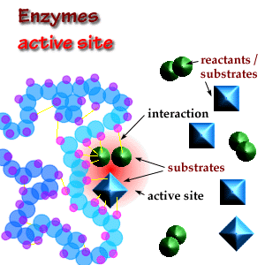 enzymes