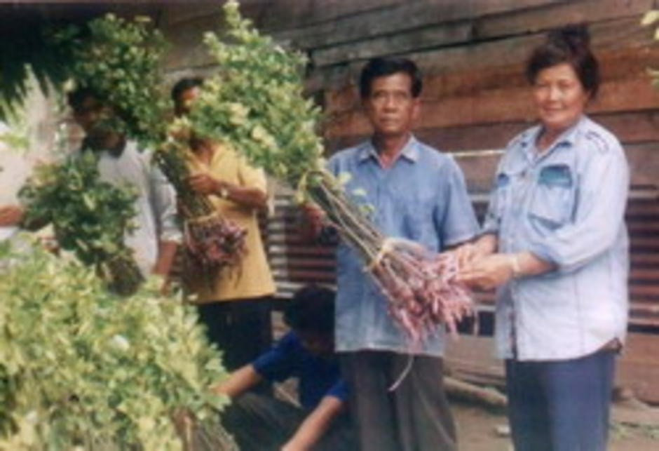 การเตรียมพันธุ์ส้มที่พ่อค้าส่งมาให้เกษตรกร