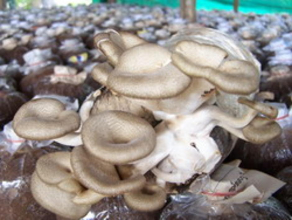 เห็ดลม