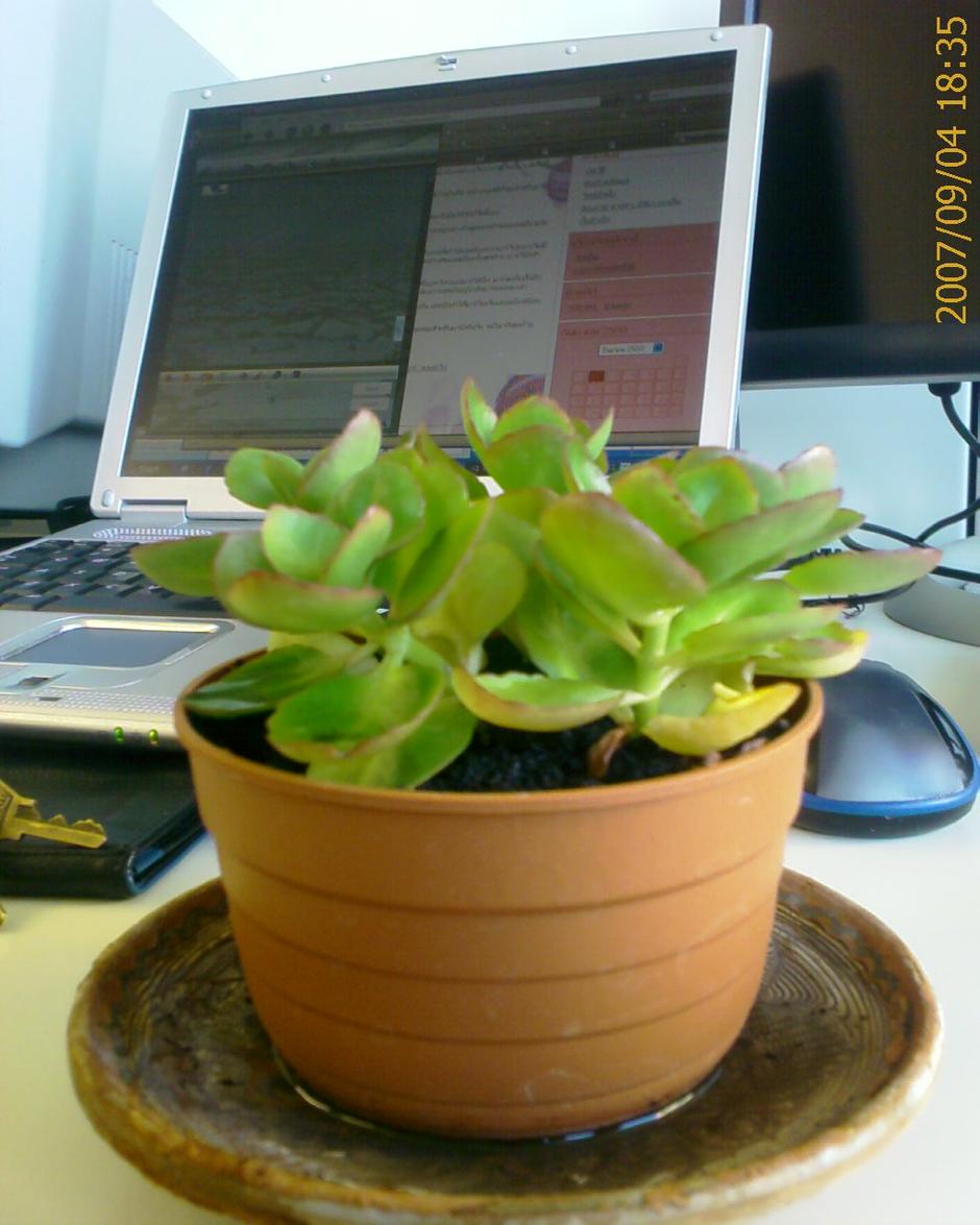 http://gotoknow.org/file/mrschuai/IMAGE_00116.jpg