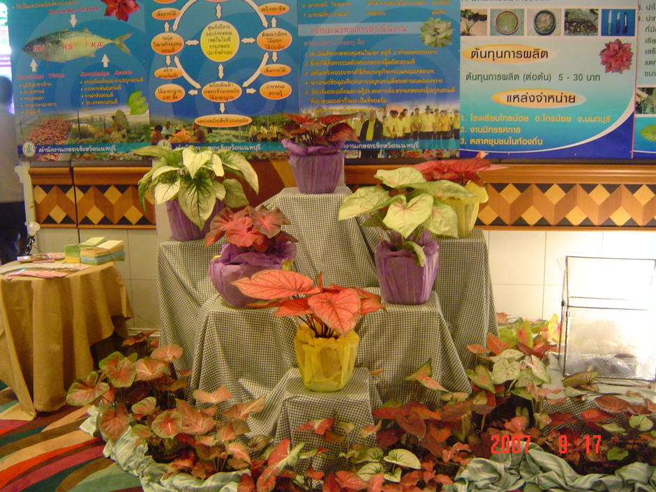 บอนสี