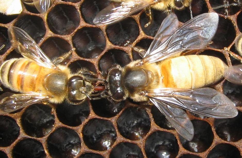ผึ้งพันธุ์ป้อนอาหารให้ผึ้งหลวง