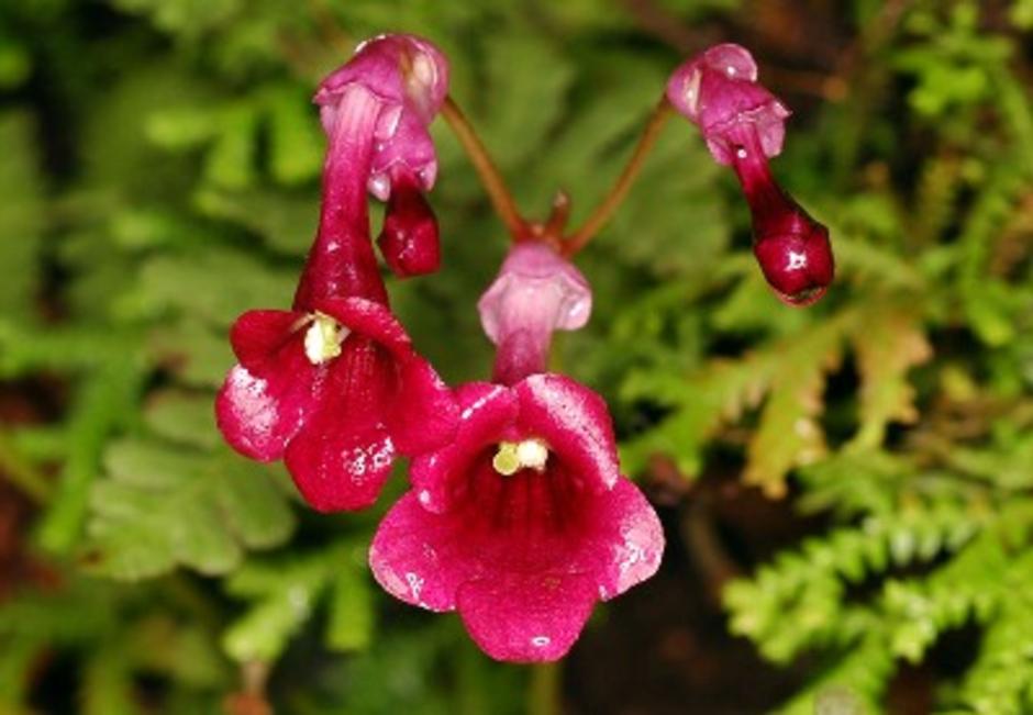 ดอก didymocarpus