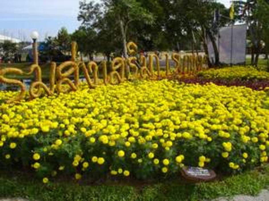 หน้างาน ดาวเรือง