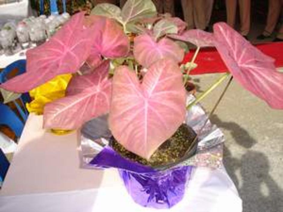 บอนสี
