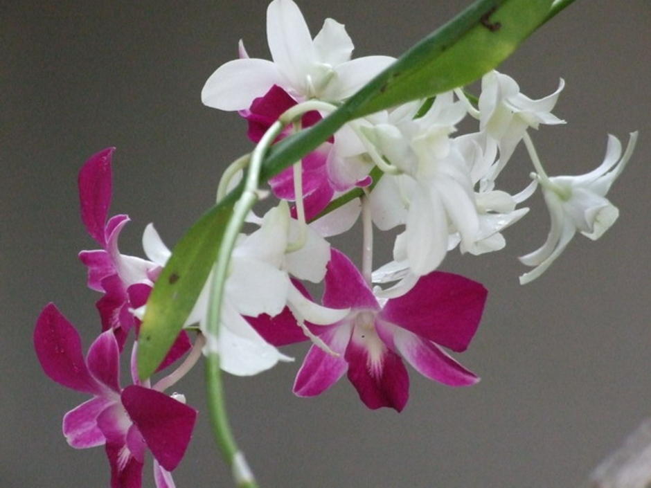 orchid