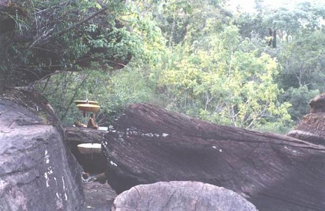 Large_jungle077