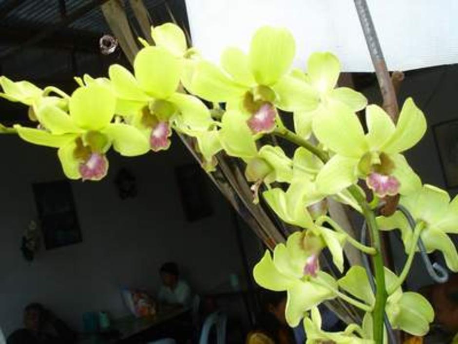 กล้วยไม้