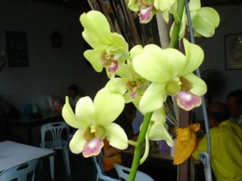 สิเหลือง