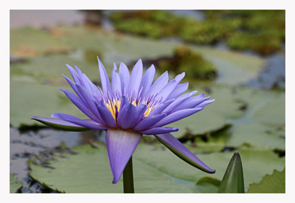บัวหลังบ้าน