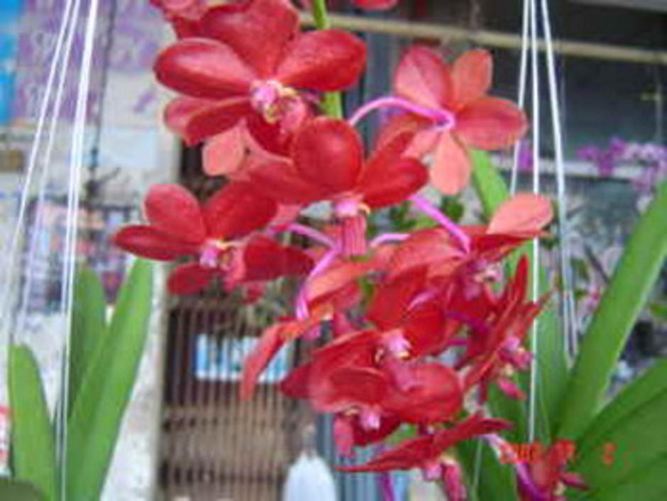 งามม