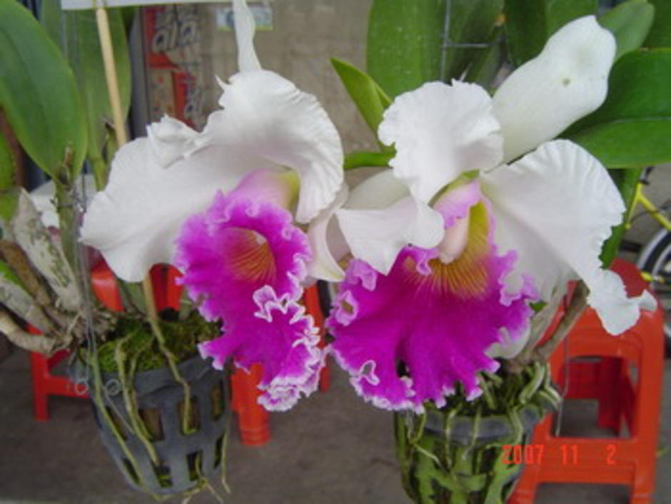 งามคามธรรมชาติ