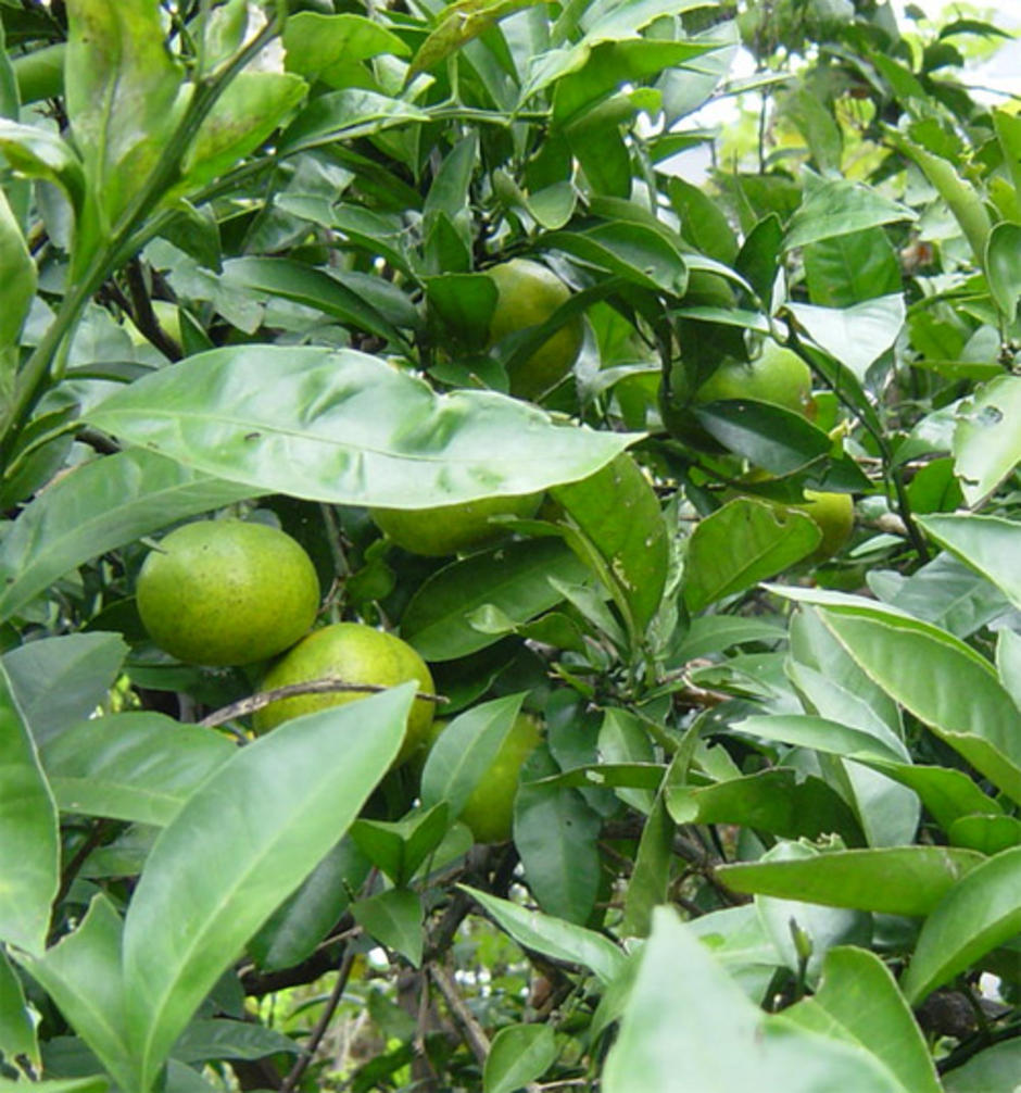 YUSU FRUIT