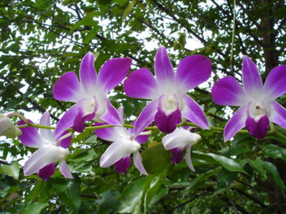 หวาย2