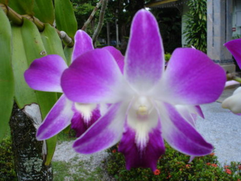 หวาย1