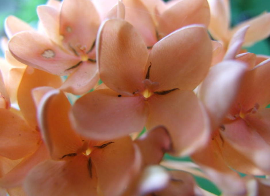 ดอกเข็ม
