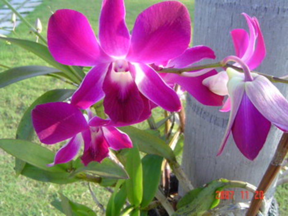 สีสรรสวยงาม สีสรรสวยงาม