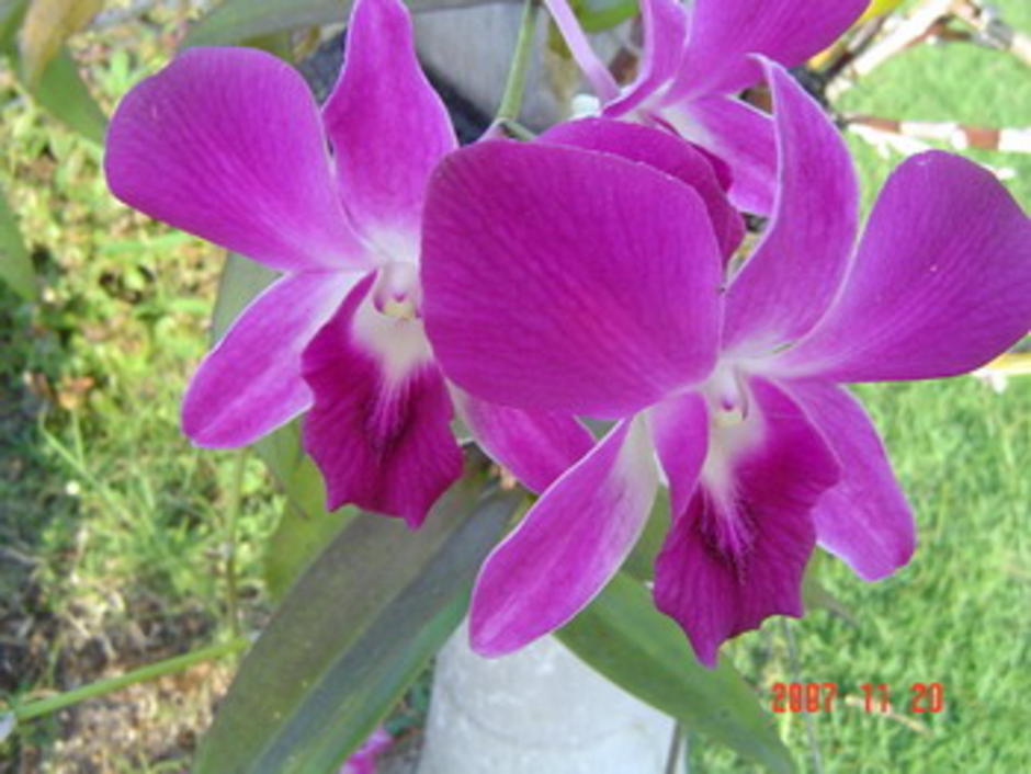 สีม่วง สีม่วง