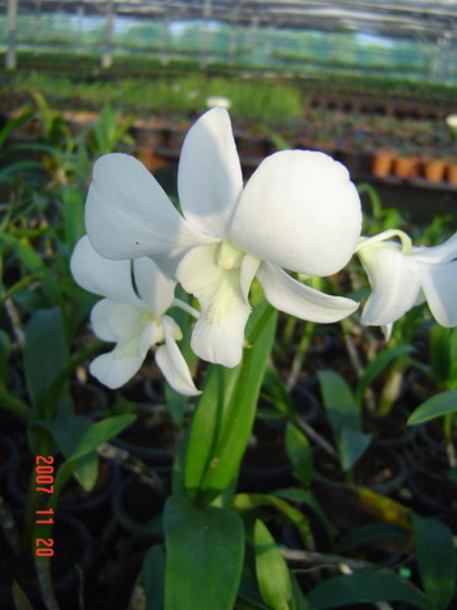 สวยๆ