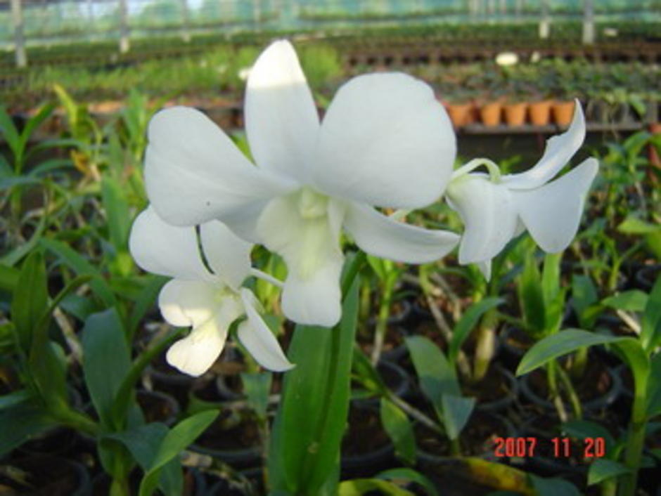 ดอกสีขาว