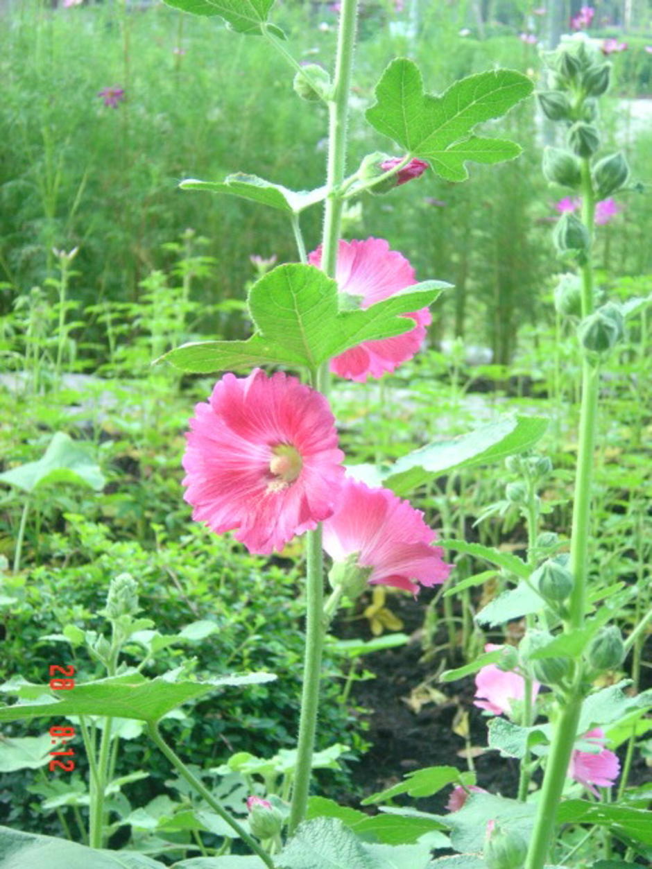 สวนสันติภาพ