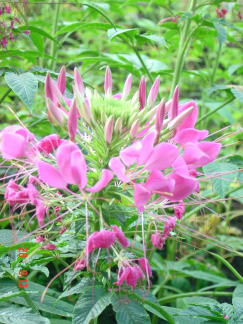 สวนสันติภาพ