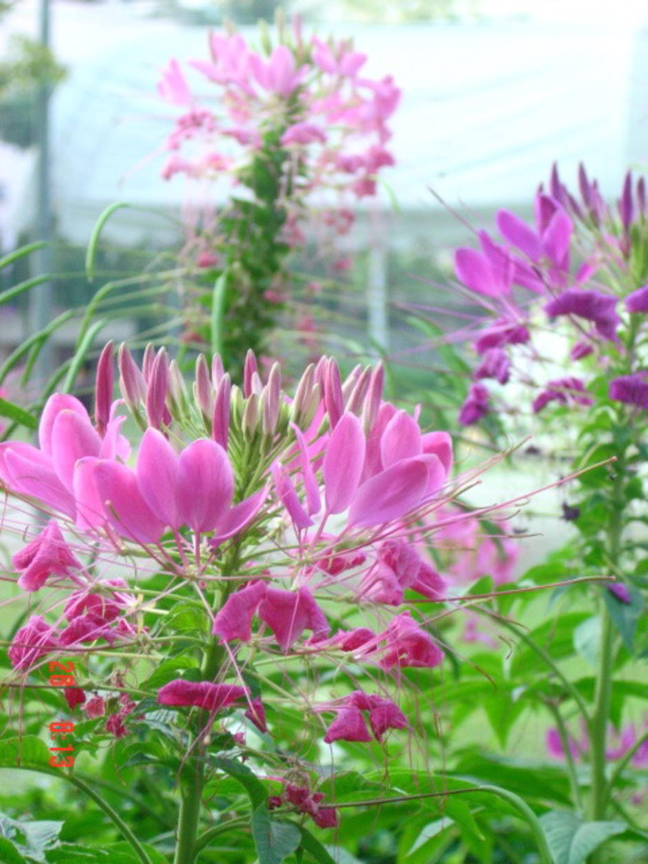 สวนสันติภาพ